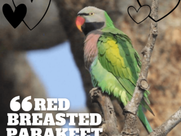 Red breasted Parakeet