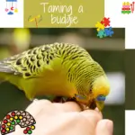 Taming a budgie