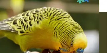 Taming a budgie