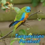 Turquoisine Parakeet