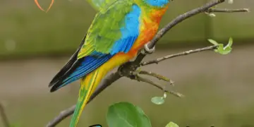 Turquoisine Parakeet