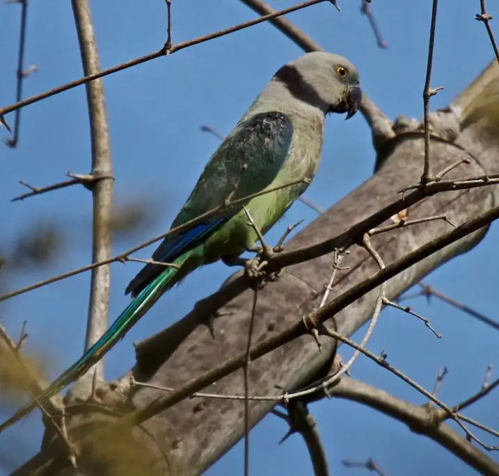 blue-winged parakeet