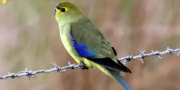 blue winged parrot