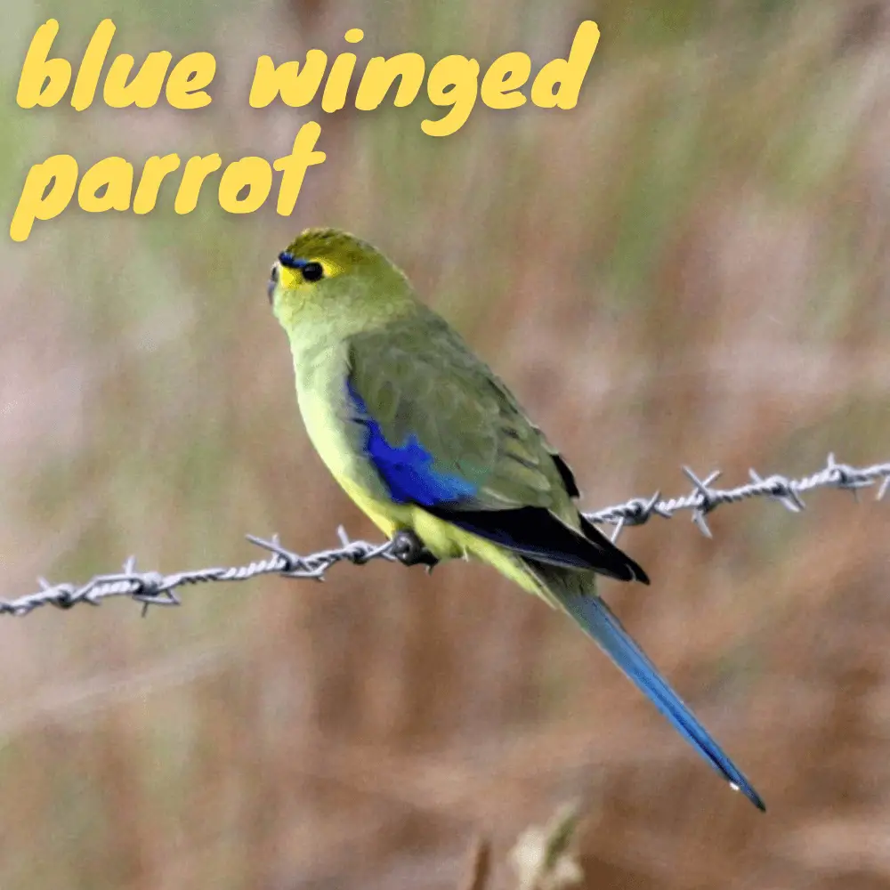 blue winged parrot