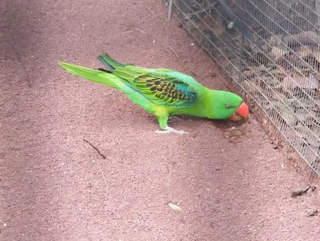 great billed parrot price