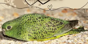 night parrot