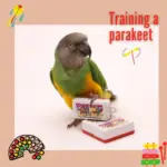 training a parrot