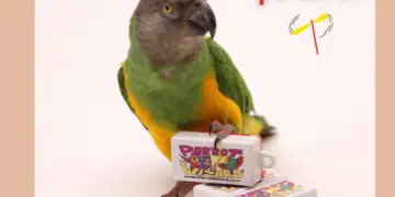 training a parrot