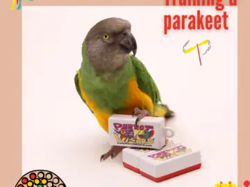 training a parrot