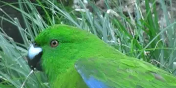 Antipodes Parakeet