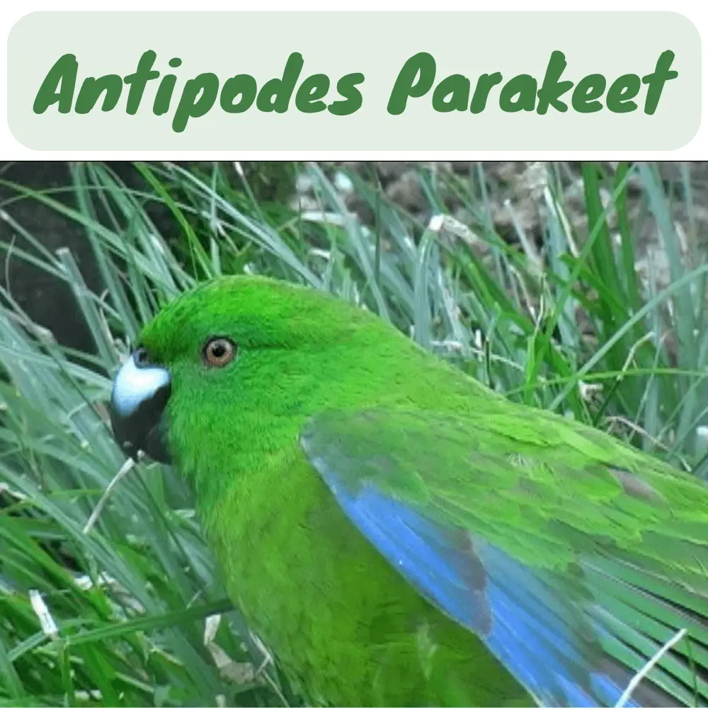 Antipodes Parakeet