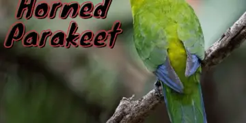 Horned Parakeet