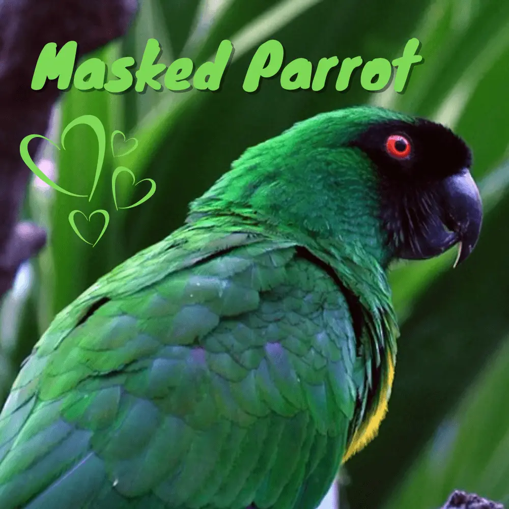 Masked Parrot