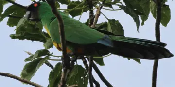 Masked Shining Parrot