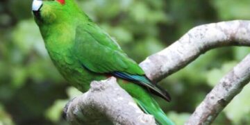 Red crowned Parakeet