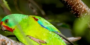 Swift Parrot