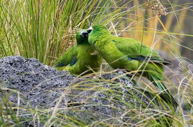 antipodes island parakeet