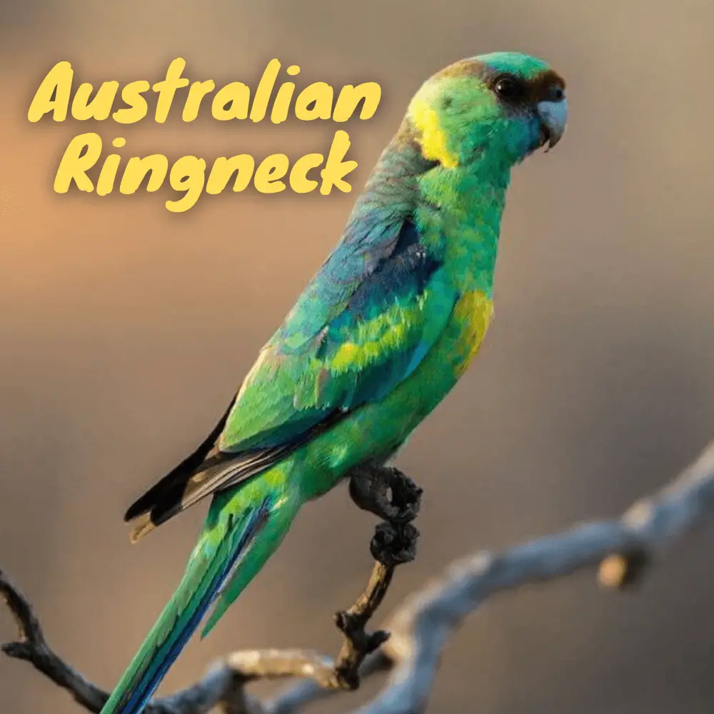 Australian Ringneck