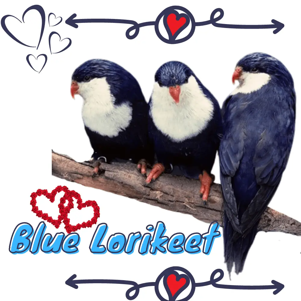 Blue Lorikeet