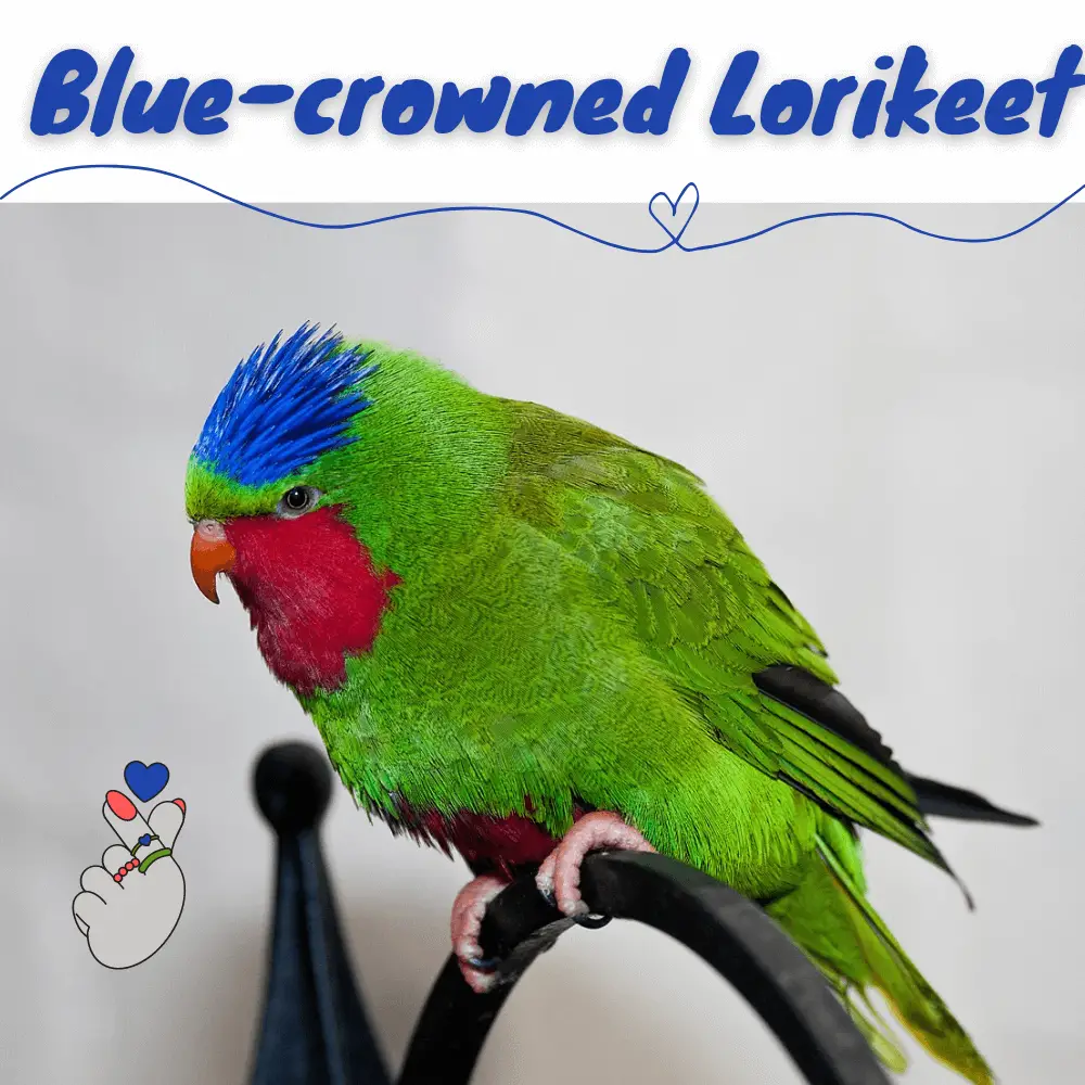 Blue-crowned Lorikeet