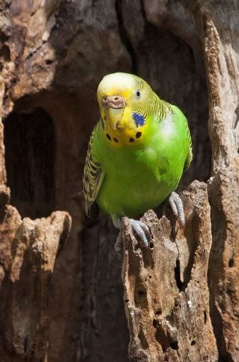 Budgerigar parrot