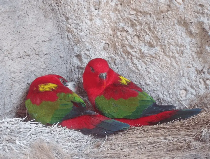 Chattering Lory parrot