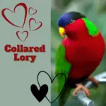 Collared Lory