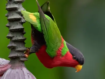 Collared Lory parrot