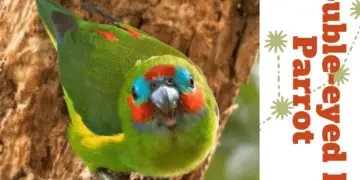 Double-eyed Fig Parrot