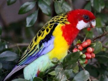 Eastern Rosella parrot
