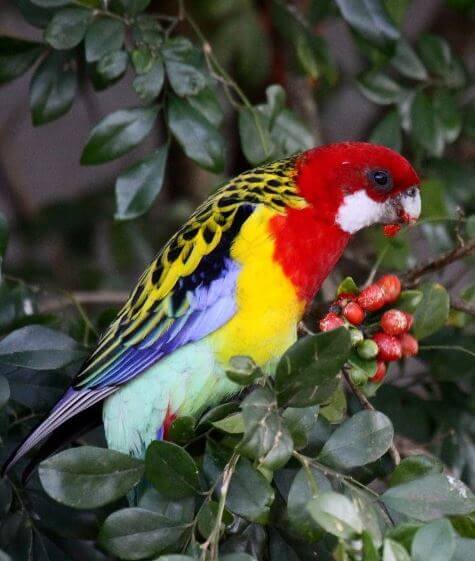 Eastern Rosella parrot