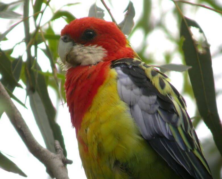Eastern Rosella parrots