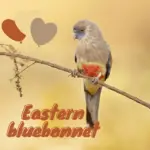 Eastern bluebonnet