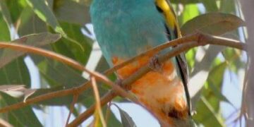 Golden-shouldered Parrot