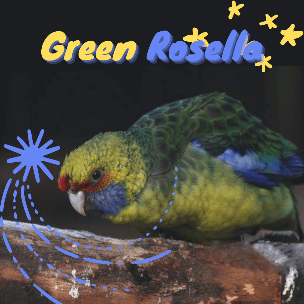 Green Rosella