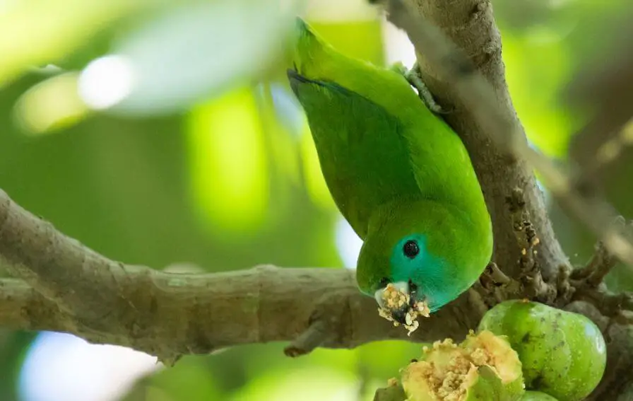 Guaiabero parrot