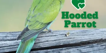 Hooded Parrot