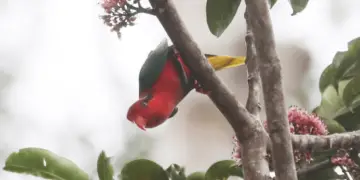 Josephine's Lorikeet