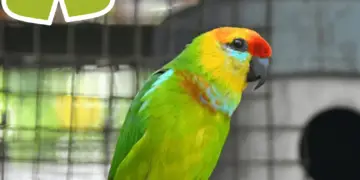 Large Fig Parrot