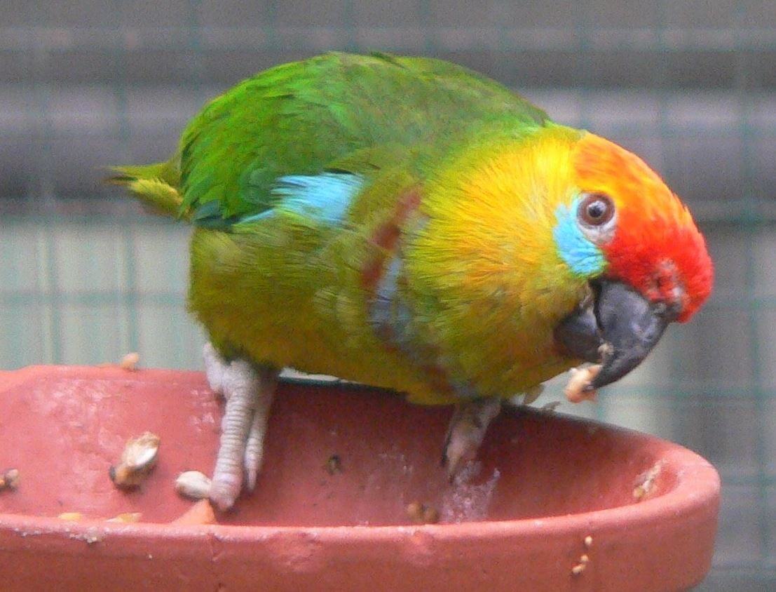 Large Fig Parrot diet