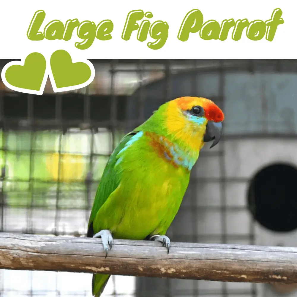Large Fig Parrot