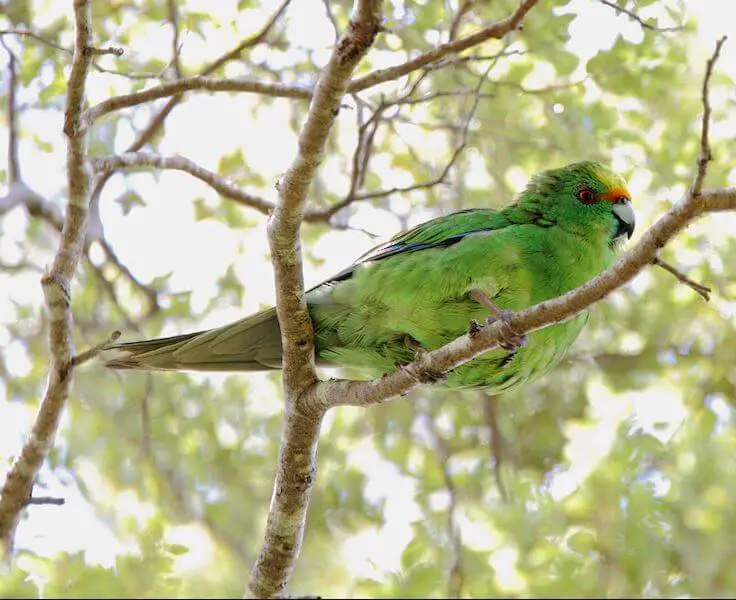 Malherbe's Parakeet