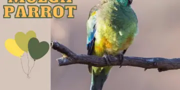 Mulga Parrot