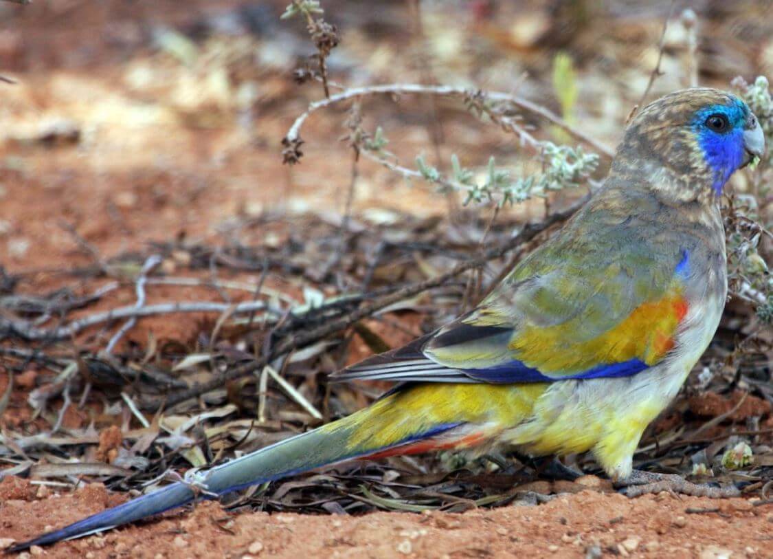Naretha Bluebonnet parrot