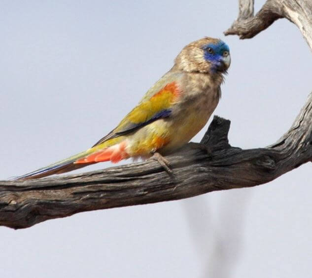 Naretha Bluebonnet parrots