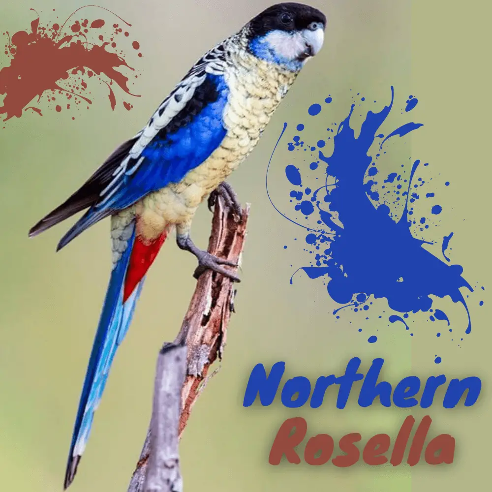 Northern Rosella