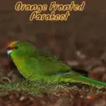 Orange Fronted Parakeet