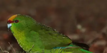 Orange Fronted Parakeet