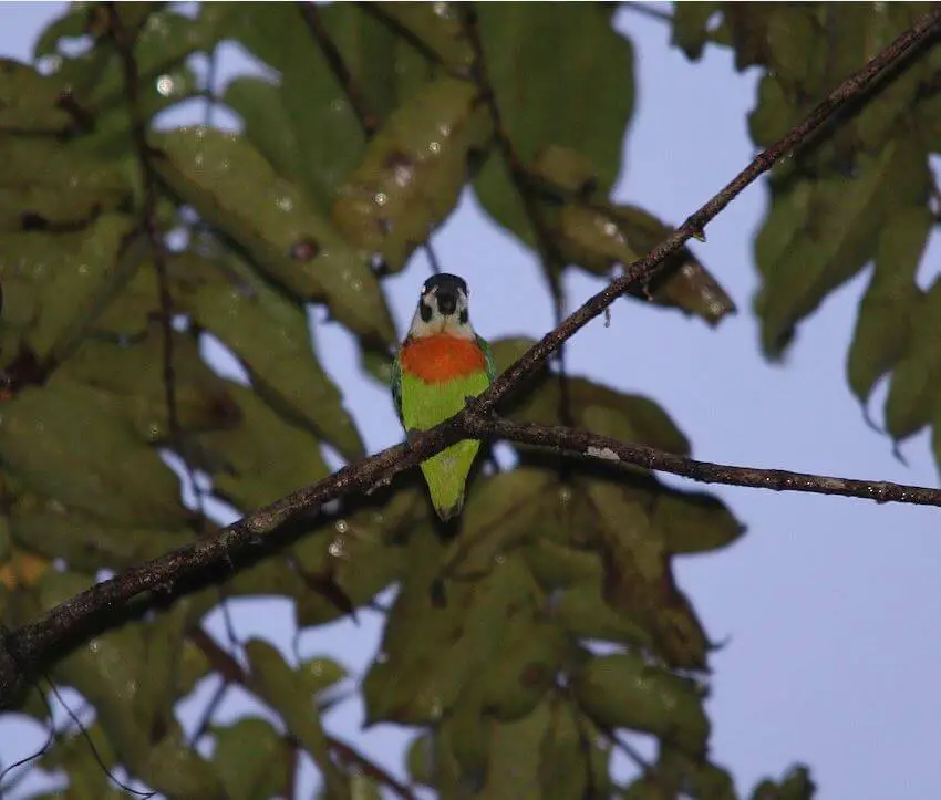 Orange-breasted Fig Parrot