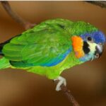 Orange-breasted Fig-Parrot